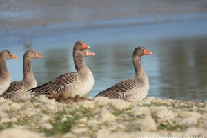 Ánsar común, Anser anser. Greylag goose.